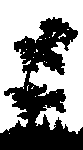 Our Pine Hills Angus Logo